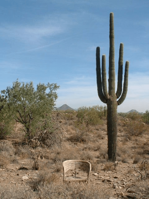 Chair in Desert
Photography, by Walli White