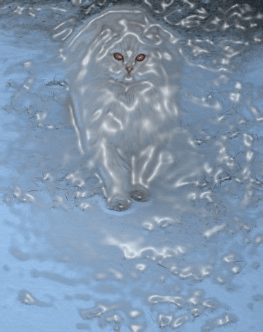 Cat, Plastic Wrapped, 2007
Photography with Photoshop filter, by Walli White